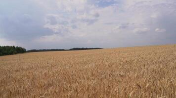 Beautiful view of field of ears. Media. Landscape of wheat ears in summer field. Field of millet ears to horizon on cloudy summer day video
