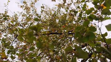 Bottom view of green crown of tree on cloudy day. Clip. Crown with branches and green leaves of tree on autumn cloudy day. Branches with leaves swing in wind on cloudy day video