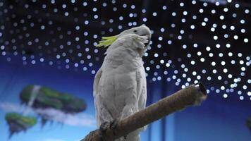 White parrot on branch. Clip. White parrot performs in circus. Exotic parrot on branch on background of circus lights video