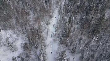 View from a drone with a road with athletes. Clip. A long snow-covered track along the forest where people ski. video