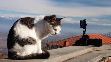 Street cat at camera. Action. Beautiful view of street cat on blurry background of mountains and sky. Street cat is sitting by camera video