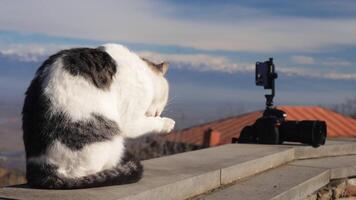Street cat at camera. Action. Beautiful view of street cat on blurry background of mountains and sky. Street cat is sitting by camera video