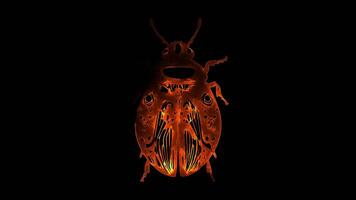 Neon frame effect, Beetles on black background video