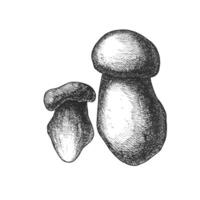 Black and white botanical sketch of two mushrooms with fine textural detail vector