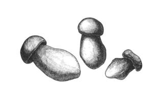 Detailed vintage style sketch of three mushrooms in black and white vector