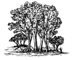 Trees, Shrub, hedge. Vegetation. Hand drawn with black outline. Sketch in ink illustration landscape vector