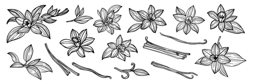A set of black and white drawings of flowers. The drawings are of various sizes and shapes. Some of the flowers are large and some are small vector