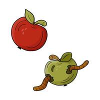 Red ripe apple and rotten green apple with worm. color illustration. The topic is fresh and expired, spoiled, maggot eaten product. vector