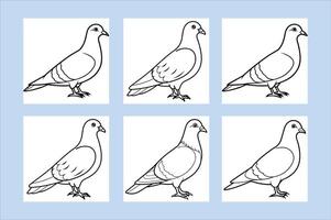 Rock Pigeon bird vector