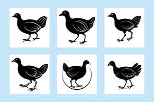 pukeko bird running vector
