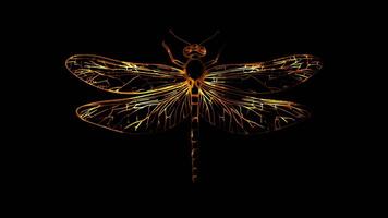 Neon frame effect, Dragonflies Delicate dragonfly masks with shimmering wings on black background video