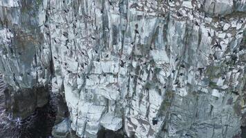 Slow motion of a flock of birds flying off a cliff into the sea video