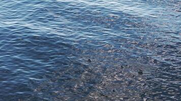 Group of Navy Seals Floating on Top of Body of Water video