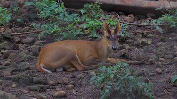 Hog deer, Axis porcinus, resting in a zoo. Animal Wildlife. Close up video