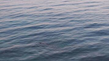 Top view of a seal swimming on the surface of the water video
