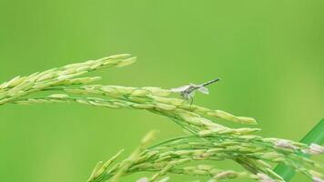 Close-up of rice panicle with dragonfly perched on it. video