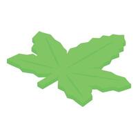 Green maple leaf rotating in isometric view, showing its complex structure vector