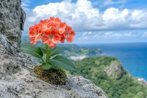 Red flower growing on a rock by the sea with cloudy sky photo