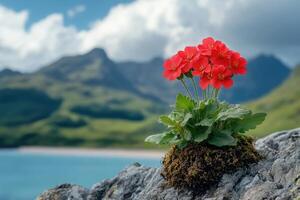 Red flower growing on a cliff overlooking the ocean and green landscape photo