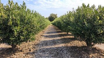 Olive tree saplings growing in cultivated rows in an orchard photo
