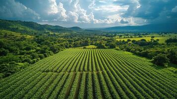 Rows of cassava plants growing in cultivated field under cloudy sky photo