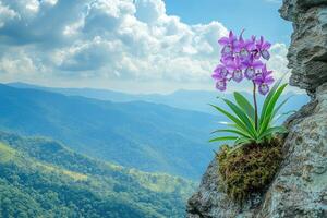Purple orchid growing on a cliff overlooking rolling green hills and cloudy sky photo