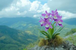 Purple orchid growing on a cliff overlooking rolling green hills and cloudy sky photo