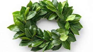Laurel wreath forming a circle on a white background photo