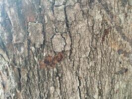 texture of a tree photo