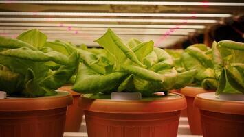 Indoor farm Hydroponic plants growing under LED lights and electric fan to reduce CO2 emission. Indoor vertical farm or vegetable farming that use new technology of seeding plants on vertical stack. photo