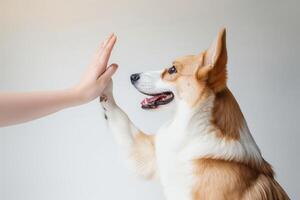 Joyful corgi excitedly high-fives human hand photo