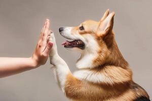 Joyful corgi excitedly high-fives human hand photo