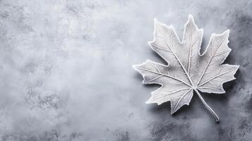 A frosty pattern decorates one maple leaf on a white snowy backgrou photo