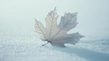 A frosty pattern decorates one maple leaf on a white snowy backgrou photo