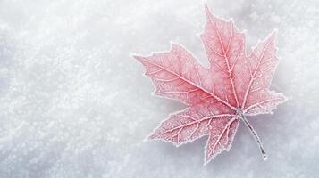 a red maple leaf is covered in snow photo