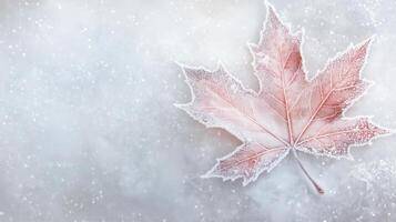 A frosty pattern decorates one maple leaf on a white snowy backgrou photo