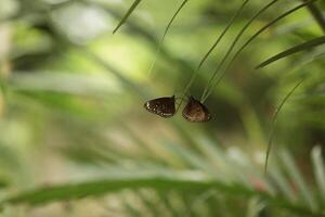 Malayan Eggfly butterfly on a branch in the park, beautiful natural background for text photo