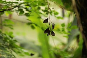 Malayan Eggfly butterfly on a branch in the park, beautiful natural background for text photo