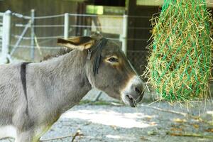 A donkey eats dry grass on a farm plot in summer. Portrait of a donkey. photo