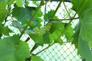 Flowering of grapes, ovary of grapes. Fresh green growth of grapevine leaves. The first grape leaves photo
