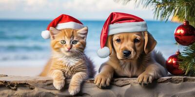 kitten and puppy on the beach close-up. New Year holiday background. photo