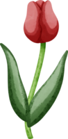 Coquette red tulip png
