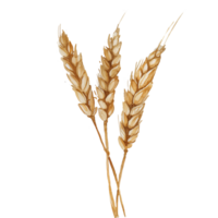 Watercolor ears of wheat element isolated on transparent background png
