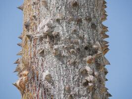 Blooming Ceiba Chorisia speciosa, bottle or floss silk tree growing on Grand Canaria island. Tropical exotic spiked tree with pink flowers and thorns on the trunk photo
