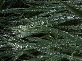 Grass covered with dew closeup photo. Rain drops of water on grass. Nature abstract background wallpaper photo