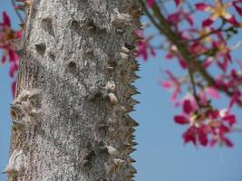 Blooming Ceiba Chorisia speciosa, bottle or floss silk tree growing on Grand Canaria island. Tropical exotic spiked tree with pink flowers and thorns on the trunk photo