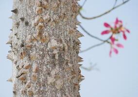 Blooming Ceiba Chorisia speciosa, bottle or floss silk tree growing on Grand Canaria island. Tropical exotic spiked tree with pink flowers and thorns on the trunk photo