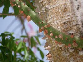 Blooming Ceiba Chorisia speciosa, bottle or floss silk tree growing on Grand Canaria island. Tropical exotic spiked tree with pink flowers and thorns on the trunk photo