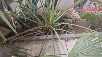A close-up view of a small green plant with long leaves growing in the ground between two palm trees and a concrete sidewalk. photo