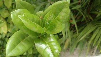 A close-up of a cluster of vibrant green leaves with a small orange insect perched on one leaf. The leaves have a glossy sheen and are arranged in a starburst pattern. photo